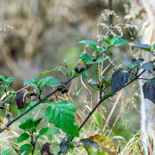 便携式榨汁杯 USB 充电迷你果汁机